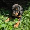 Adorable rottweiler puppies