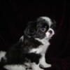 Gorgeous Japanese Chin born 