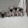 Male pug puppy