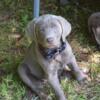 AKC Lab  Labrador Retriever puppies silver & 1 yellow 16 weeks