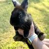baby lop