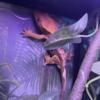 Reptile collection- geckos, corn snake, terrariums & more