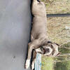 Free pitulls 