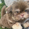 Chocolate Shih Tzu Green Eyes