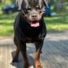 Female and male Akc Rottweiler Puppies!!