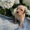 CKC Male Goldendoodle Mini/Medium