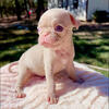 Pink pug male 