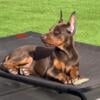 Purebred Doberman Pinscher Puppies Due November 