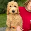 Miniature Goldendoodle Puppies, Male Orange Collar