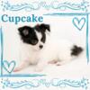 Akc Chihuahua Puppies- Cupcake- Longcoat Female