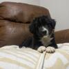 Bear, a male Border Collie/English Shepherd puppy