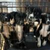 Australian Shepherd Mix Puppies For Sale