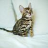 NewElite Bengal kitten from Europe with excellent pedigree, male. NOV Mustang