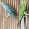 Ringneck Parrots