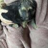 German Shepherd Wolf Hybrid Pups