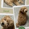 Adorable Shihpoo Puppies