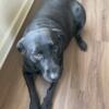 Free 5 year old black female lab