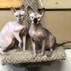 Sphinx  Kittens For Sale