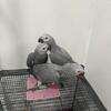 African grey
