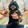 Goldendoodle puppies, Rare Phantom, Parti (Panda doodle and Caramel