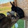 Mini Rex Bucks