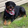 2 y/o Rottie