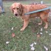 Nougat-23 week old male Golden Retriever 