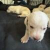 Labrador retriever puppies available September 15th