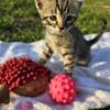 10 Tabby kittens for sale