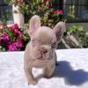 French Bulldog Puppies