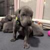 Great Dane pups