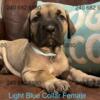 ICCF Cane Corso Puppies For Sale and Ready in Southern Maryland