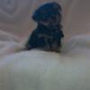 Yorkie puppies for sale