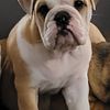 Female English Bulldog Puppy