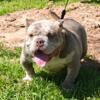 American bully 