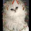 Silver Persian Waiting list