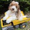 Adorable Miniature Goldendoodle puppies!!!