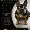 French Bulldog STUD only