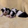 Shih tzu puppies female akc! 