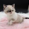 Exotic tortie female sold