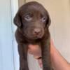 Purebred Labrador Retriever Puppies