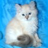 Gorgeous Neva Masquerade Siberians