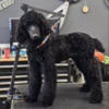 Akc Amazing Poodles package Deal