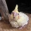 Lutino baby cockatiel Birds! Hand raised!  Paynesville Mn