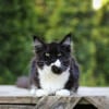 Amazing Maine Coon Kitten