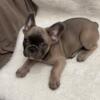 2 gorgeous Blue Fawn French Bulldog AKC pups