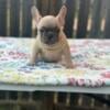 Frenchies looking for a new home