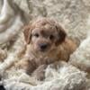 Mini Goldendoodle Puppies