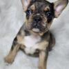 French Bulldog Male fluffy carrier Isabella carrier