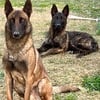 belgian malinois